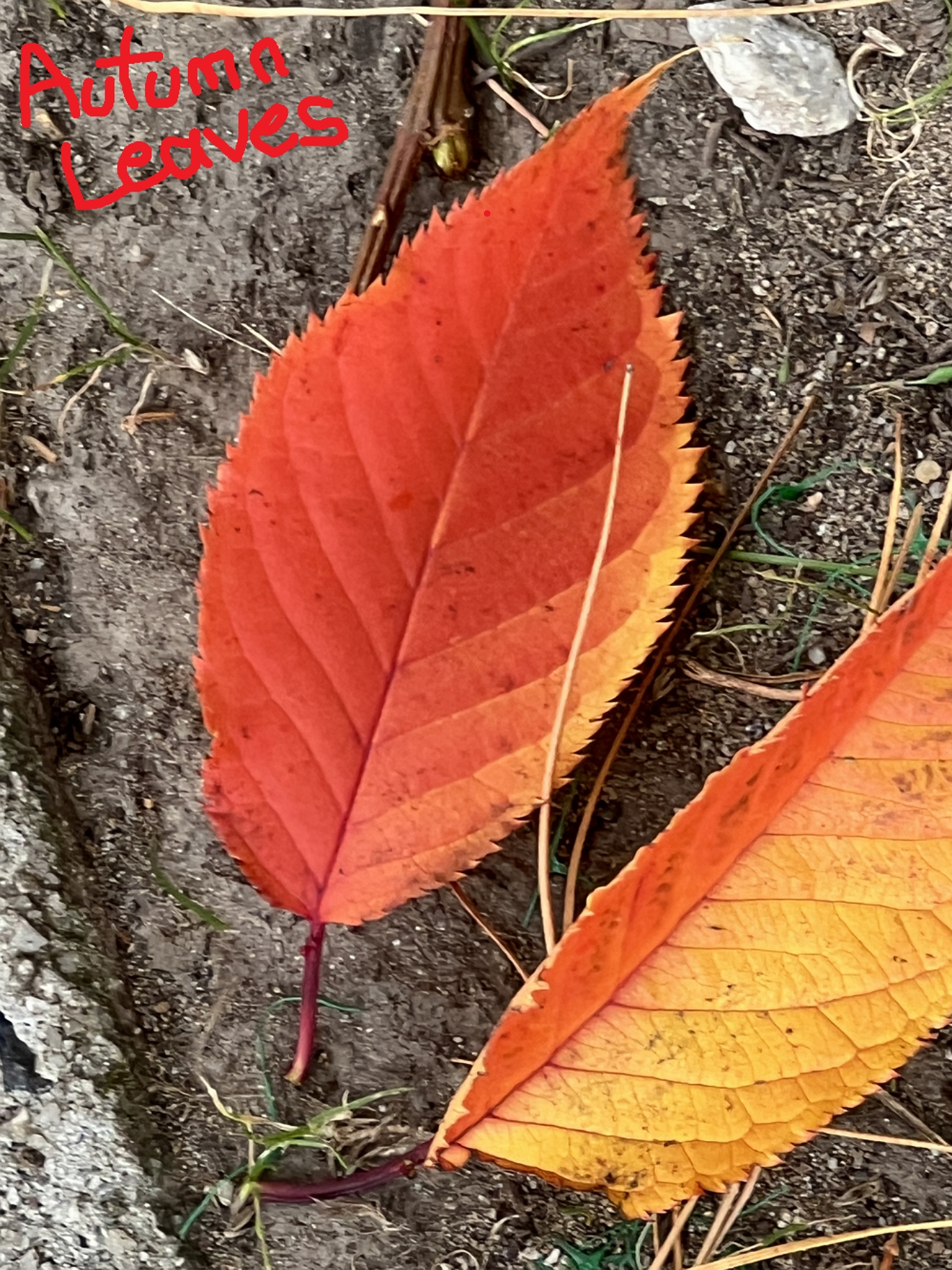 Autumn Leaves - RJM Programming ... you might see this while loading ... click here now to just play music (Temple of Groovy provided by http://www.freesoundtrackmusic.com) with less variety of imagery ... else please wait for full functionality ...
